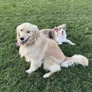 Meet your Posher, Casey